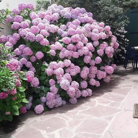 Cote Basque Lägenhet Biarritz